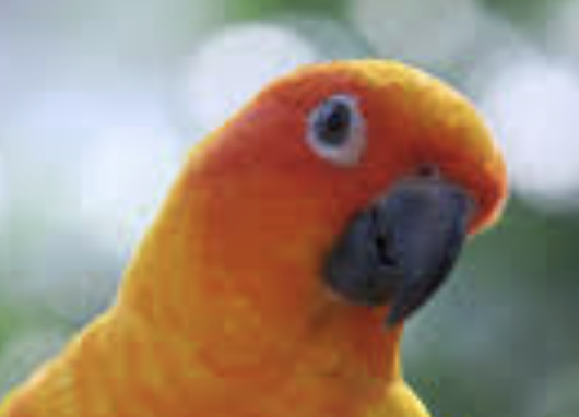 Hi Parrot